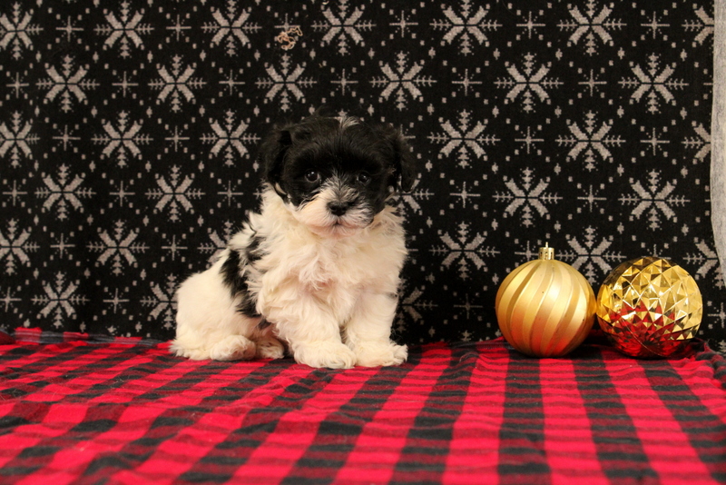 puppy, for, sale, Maltipoo, Matthew B. Stoltzfus, dog, breeder, Gap, PA, dog-breeder, puppy-for-sale, forsale, nearby, find, puppyfind, locator, puppylocator, aca